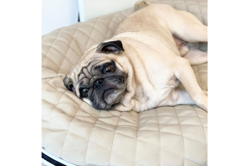 Pug shaped dog clearance bed