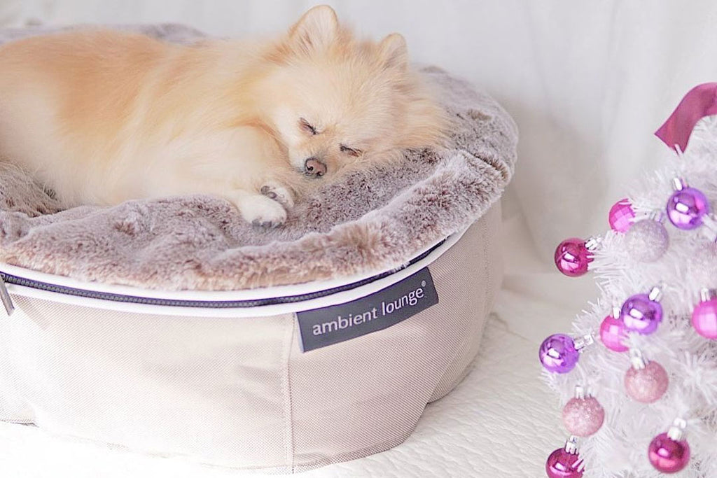 Pomeranian beds outlet for sale